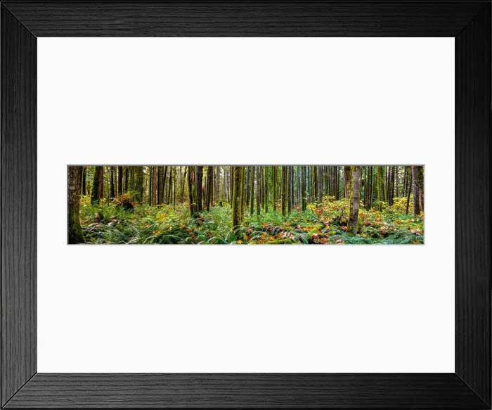 Framed Print : Panorama of a rainforest; British Columbia, Canada Framed Print : Panorama of a rainforest; British Columbia, Canada