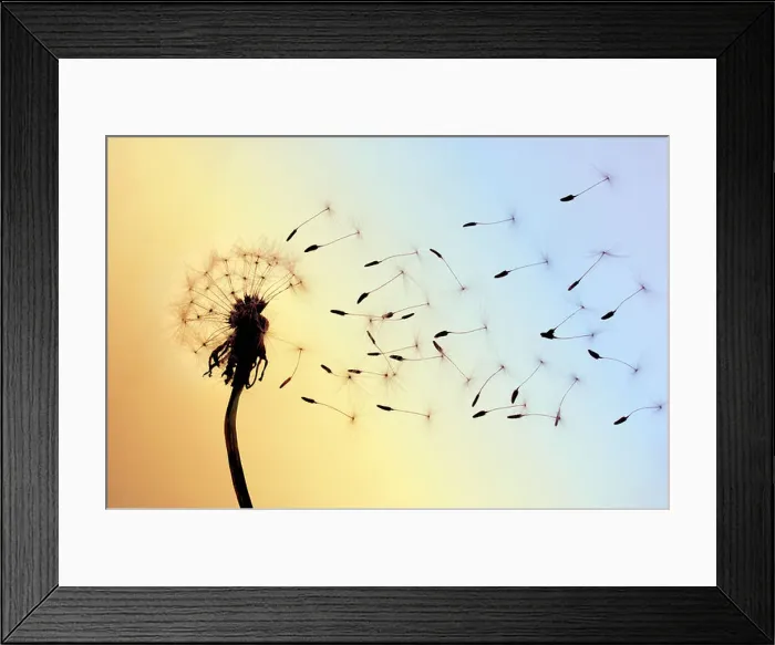 Framed Print : Dandelion seeds blown away by wind Framed Print : Dandelion seeds blown away by wind