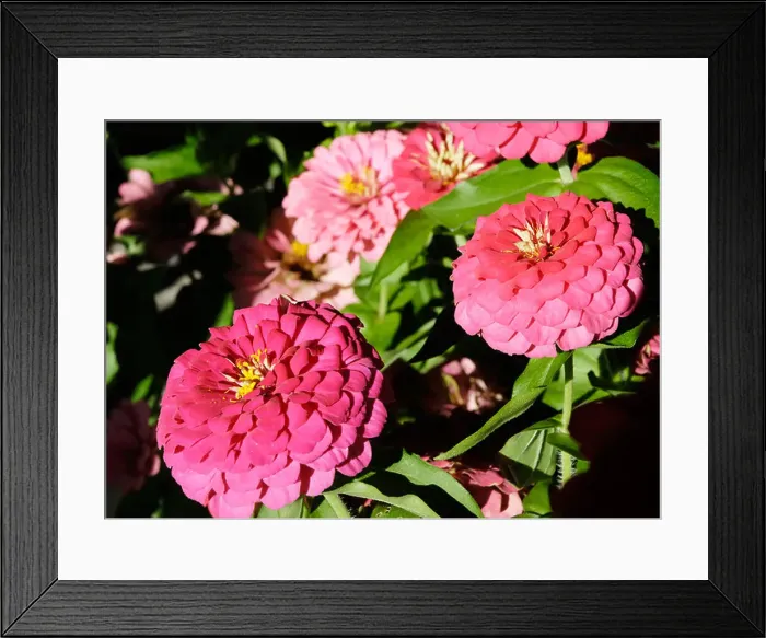Framed Print : Colourful flowers of Cinia flowers Framed Print : Colourful flowers of Cinia flowers