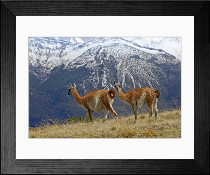 Framed Print : Guanacos in Torres del Paine NP, Patagonia, Chile Framed Print : Guanacos in Torres del Paine NP, Patagonia, Chile