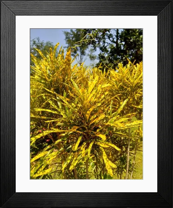 Framed Print : Codiaeum variegatum (Croton, Variegated Laurel) Framed Print : Codiaeum variegatum (Croton, Variegated Laurel)
