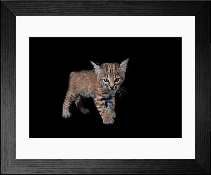 Framed Print : Baby Bobcat Kitten isolated on black looking at the camera Framed Print : Baby Bobcat Kitten isolated on black looking at the camera