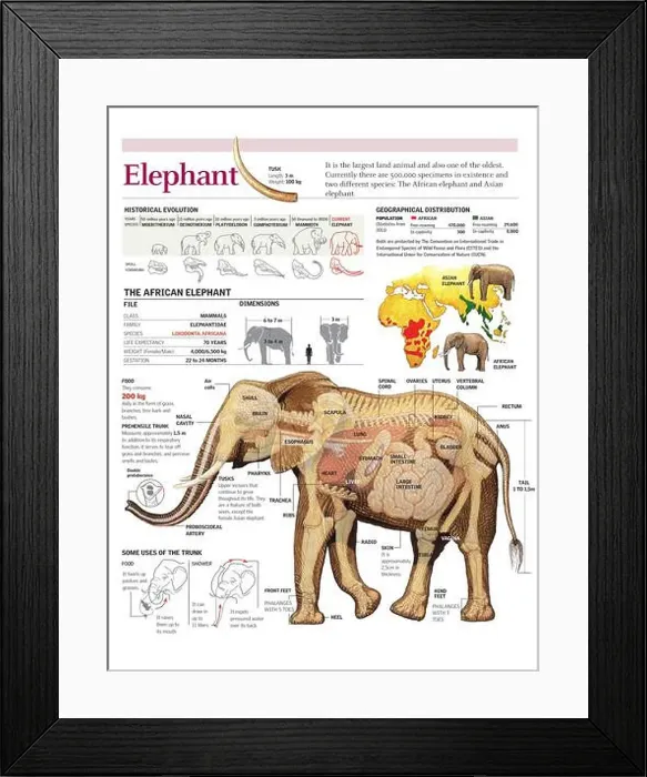 Framed Print : Infographics of the anatomy and habitat of the African elephant Framed Print : Infographics of the anatomy and habitat of the African elephant