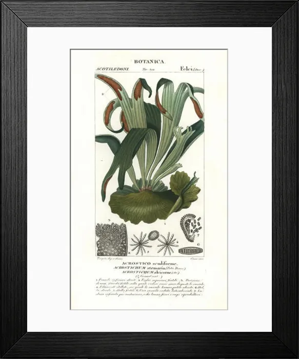 Framed Print : Staghorn fern, Platycerium stemaria