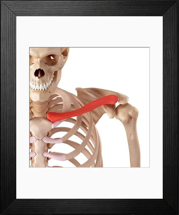 Framed Print : Human clavicle, illustration Framed Print : Human clavicle, illustration