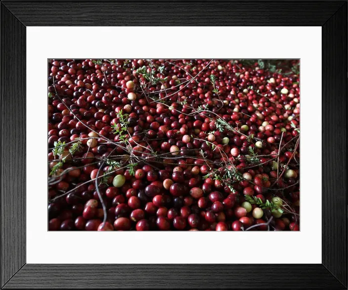 Framed Print : Cranberries are harvested around Warrens and Tomah, Wisconsin in October Framed Print : Cranberries are harvested around Warrens and Tomah, Wisconsin in October