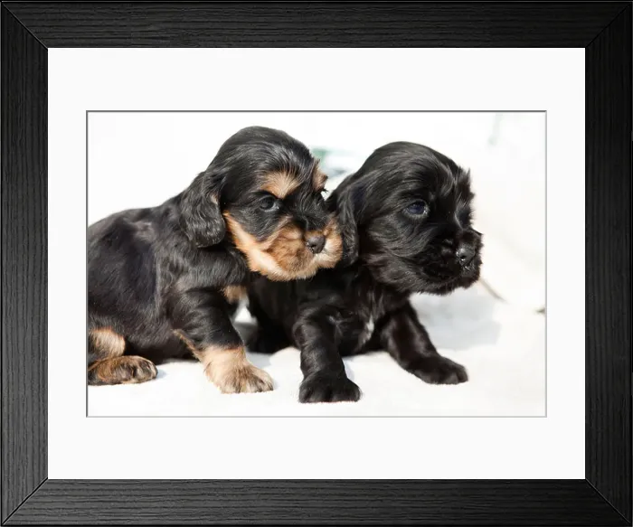 Framed Print : English cocker spaniel puppies on white background Framed Print : English cocker spaniel puppies on white background