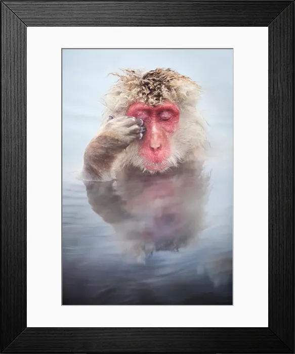 Framed Print : Snow Monkey Snow Monkeys Framed Print : Snow Monkey Snow Monkeys