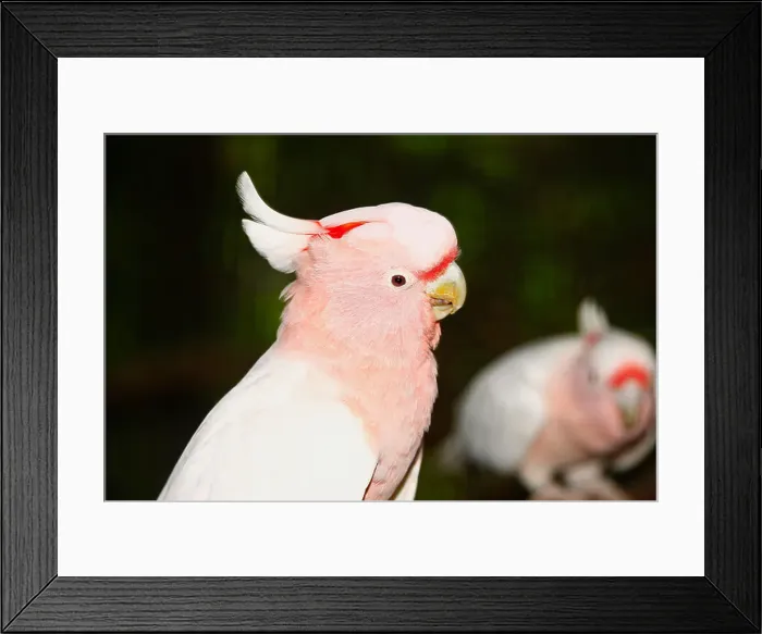 Framed Print : Major Mitchell's Cockatoo (Cacatua leadbeateri) Framed Print : Major Mitchell's Cockatoo (Cacatua leadbeateri)