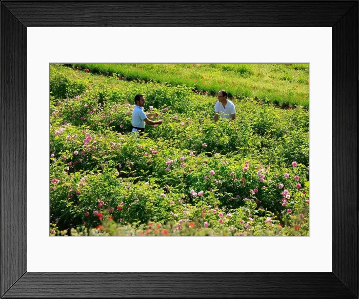 Framed Print : France, Alpes Maritimes, Grasse, Sebastien Rodriguez Framed Print : France, Alpes Maritimes, Grasse, Sebastien Rodriguez