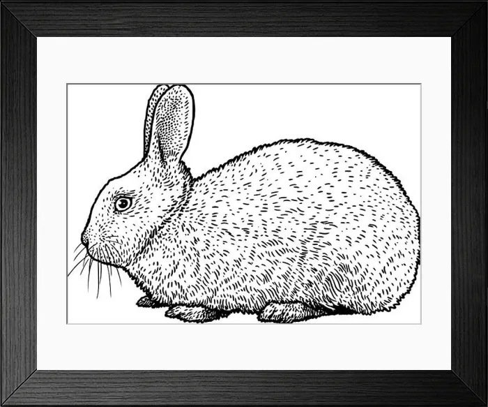Framed Print : Rabbit illustration, drawing, engraving, ink, line art, vector Framed Print : Rabbit illustration, drawing, engraving, ink, line art, vector