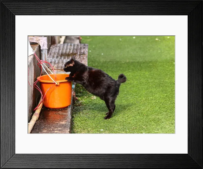 Framed Print : A fat black cat trying to drink from an orange pail Framed Print : A fat black cat trying to drink from an orange pail