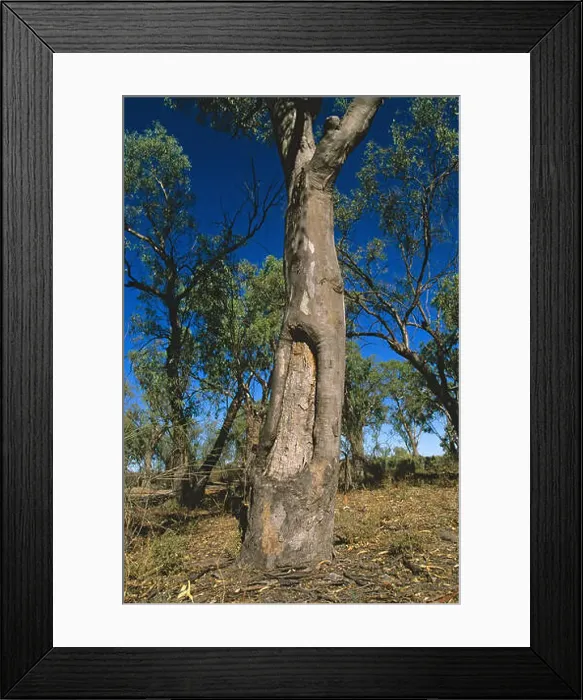 Framed Print : Aboriginal canoe or coolamon tree Framed Print : Aboriginal canoe or coolamon tree