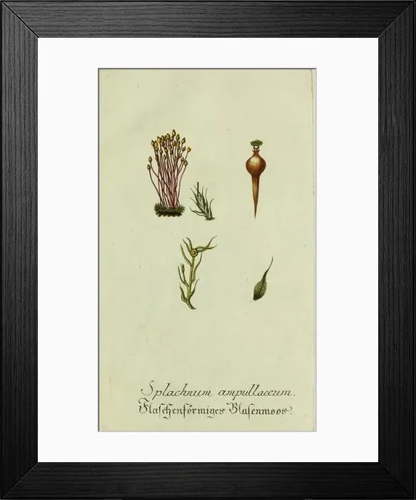 Framed Print : Plantarum indigenarum et exoticarum icones ad vivum coloratae oder Sammlung nach der Natur gemalter Abbildungen inn Framed Print : Plantarum indigenarum et exoticarum icones ad vivum coloratae oder Sammlung nach der Natur gemalter Abbildungen inn