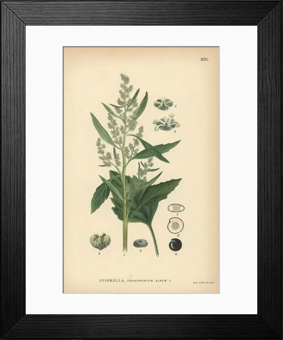 Framed Print : Lamb's quarters, Chenopodium album Framed Print : Lamb's quarters, Chenopodium album