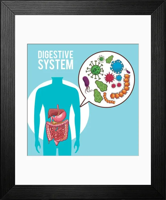 Framed Print : Digestive system human organs vector illustration graphic design Framed Print : Digestive system human organs vector illustration graphic design