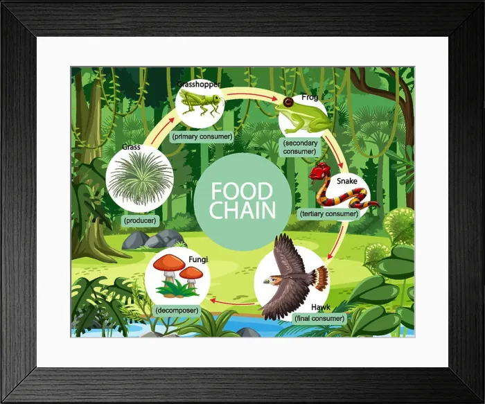 Framed Print : Food chain diagram concept on forest background Framed Print : Food chain diagram concept on forest background