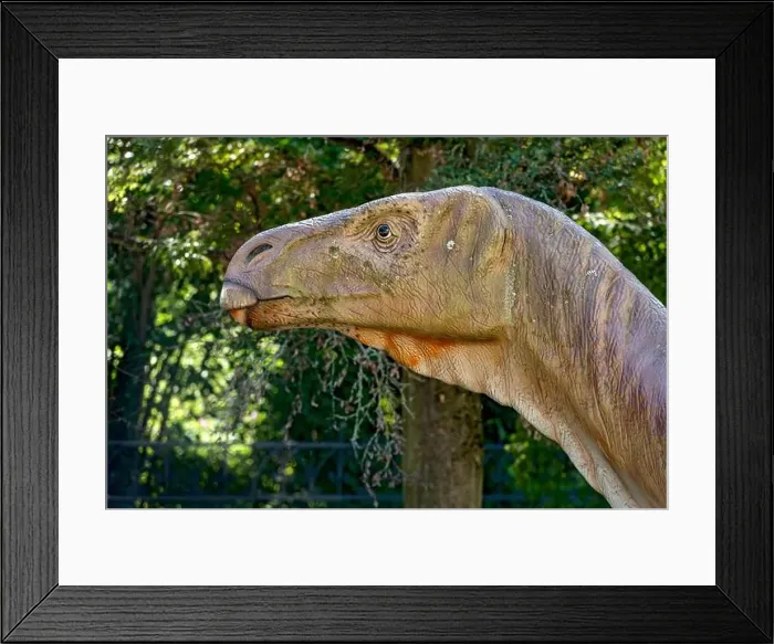 Framed Print : Dinosaur Iguanodon, iguana tooth Framed Print : Dinosaur Iguanodon, iguana tooth