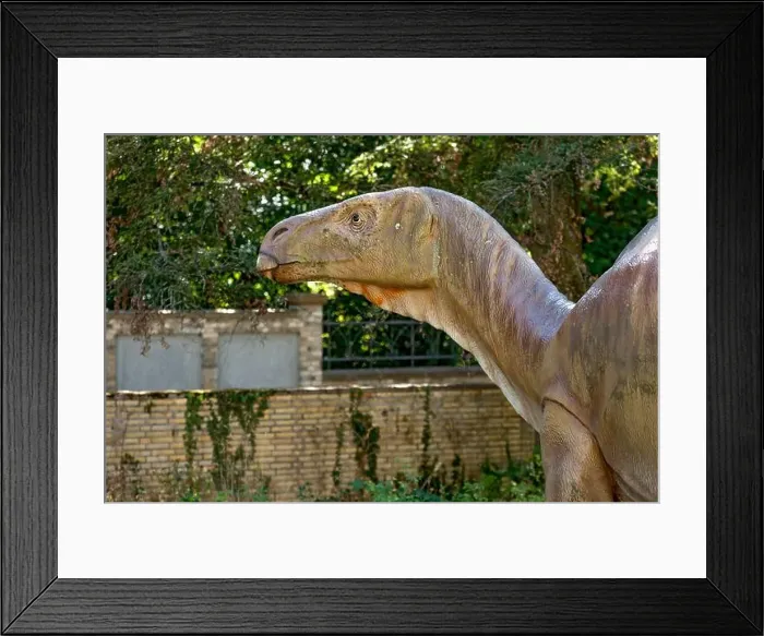 Framed Print : Dinosaur Iguanodon, iguana tooth Framed Print : Dinosaur Iguanodon, iguana tooth