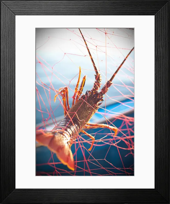 Framed Print : Lobster caught in fishing net Framed Print : Lobster caught in fishing net