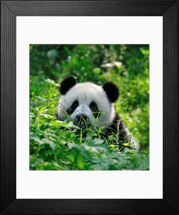 Framed Print : A cute panda cub raises his head from green bushes. Chengdu, Sichuan, China Framed Print : A cute panda cub raises his head from green bushes. Chengdu, Sichuan, China