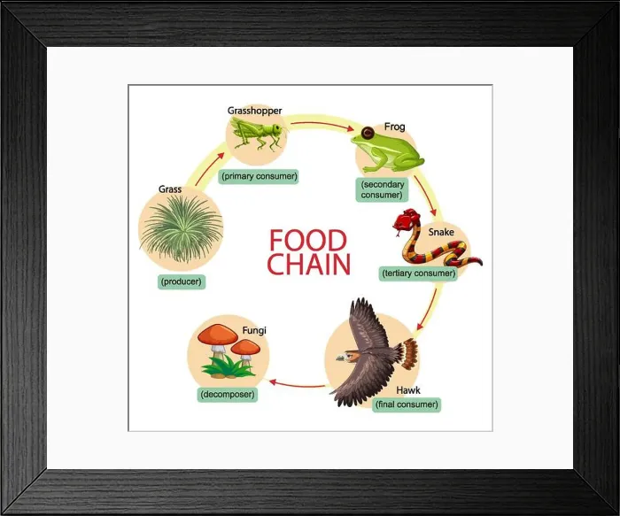 Framed Print : Diagram showing food chain illustration Framed Print : Diagram showing food chain illustration