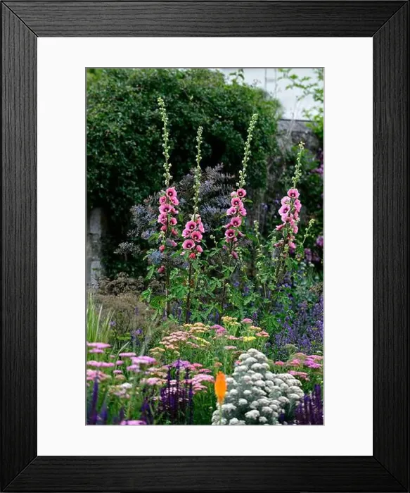 Framed Print : mixed bed, border, perennials, Alcea rosea Halo cerise Framed Print : mixed bed, border, perennials, Alcea rosea Halo cerise