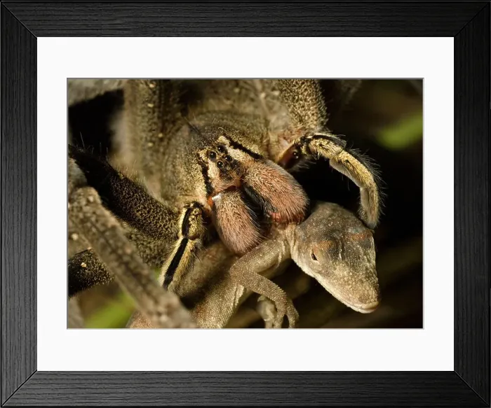 Framed Print : Wandering spider eating an anolis lizard in the amazon rainforest ecuador Framed Print : Wandering spider eating an anolis lizard in the amazon rainforest ecuador