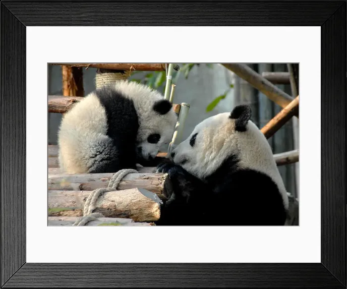 Framed Print : Panda mother and cub at Chengdu Panda Reserve (Chengdu Research Base of Giant Panda Breeding) in Sichuan Framed Print : Panda mother and cub at Chengdu Panda Reserve (Chengdu Research Base of Giant Panda Breeding) in Sichuan