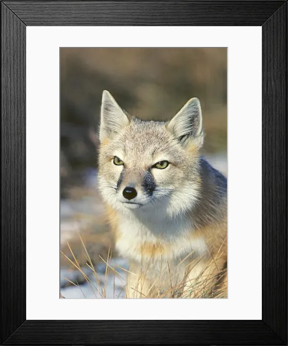 Framed Print : Adult female swift fox (Vulpes velox), prairie grasslands, southern Alberta, Canada Framed Print : Adult female swift fox (Vulpes velox), prairie grasslands, southern Alberta, Canada