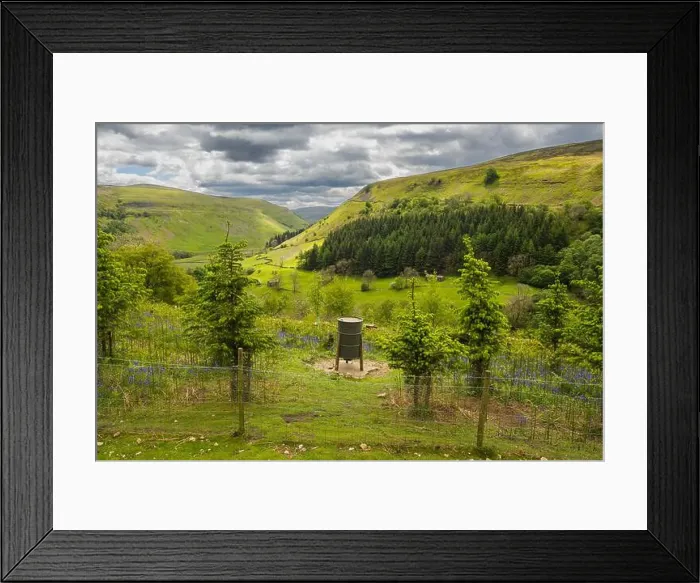 Framed Print : 27.05.2022 Muker, Swaledale, North Yorkshire, Uk. Conservation work and tree planting above muker in the Yorkshire Dales Framed Print : 27.05.2022 Muker, Swaledale, North Yorkshire, Uk. Conservation work and tree planting above muker in the Yorkshire Dales