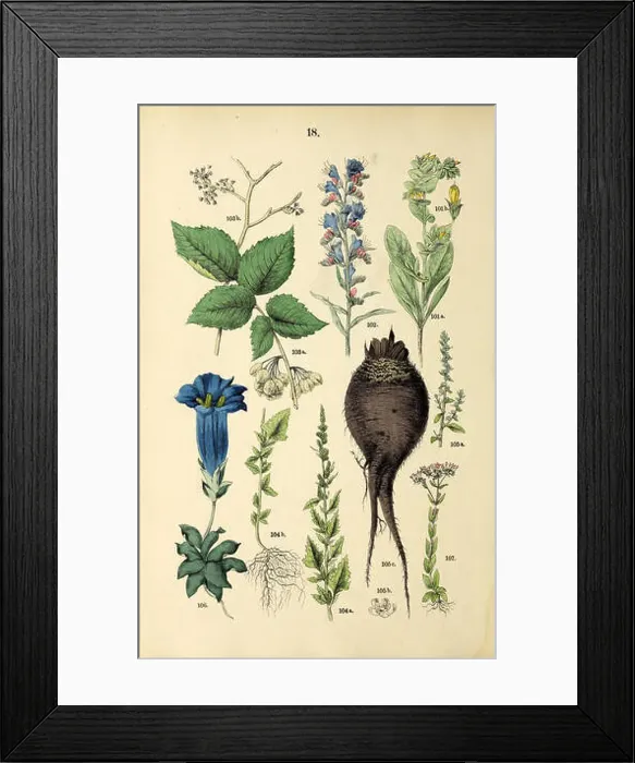 Framed Print : Beautiful vintage hand drawn illustrations of plants and flowers from old book Framed Print : Beautiful vintage hand drawn illustrations of plants and flowers from old book