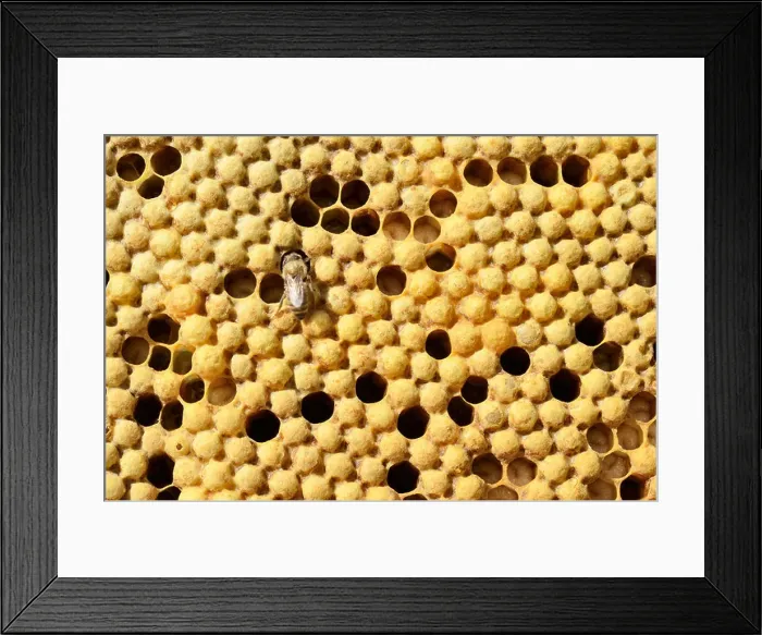 Framed Print : Honey bees (Apis mellifera var carnica), brood comb with capped drone brood Framed Print : Honey bees (Apis mellifera var carnica), brood comb with capped drone brood