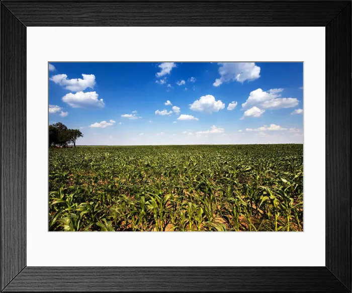 Framed Print : green corn sprouted Framed Print : green corn sprouted
