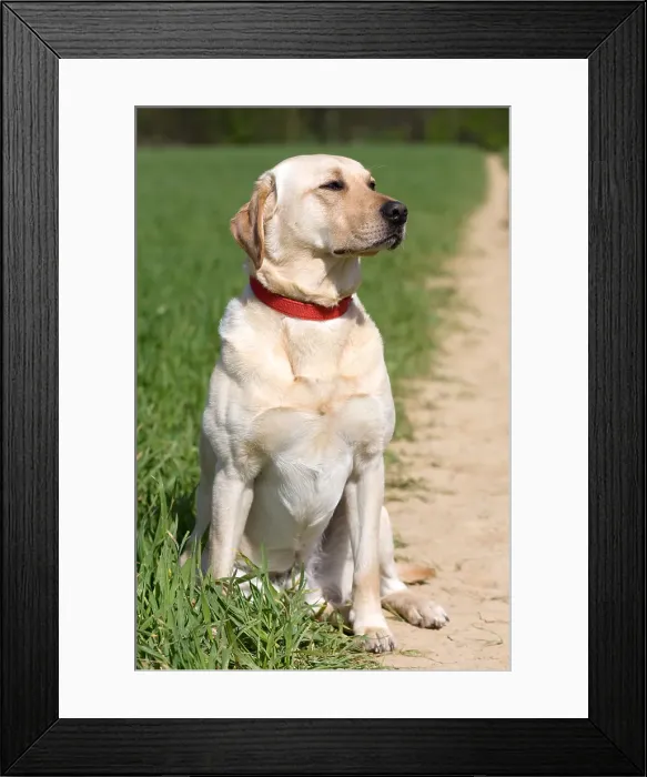 Framed Print : Yellow labrador sitting in crop fields Framed Print : Yellow labrador sitting in crop fields
