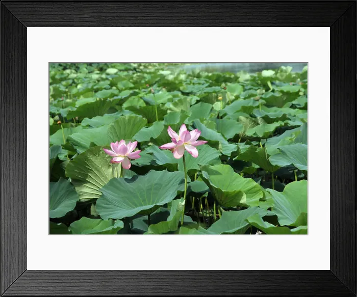Framed Print : Lotus flower plants Framed Print : Lotus flower plants