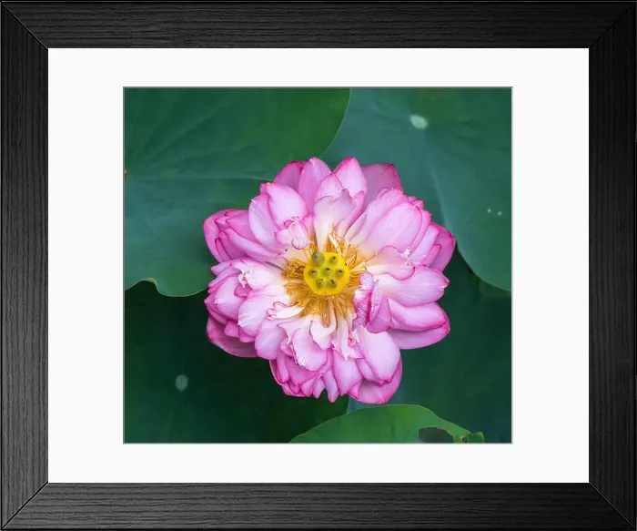Framed Print : Lotus flower and Lotus flower plants Framed Print : Lotus flower and Lotus flower plants