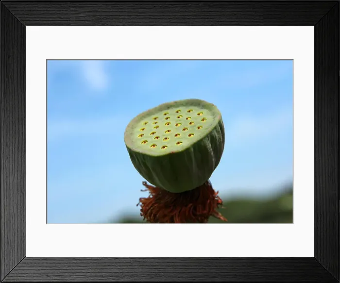 Framed Print : Lotus flower plants Framed Print : Lotus flower plants