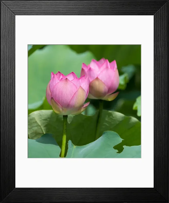 Framed Print : Lotus flower and Lotus flower plants Framed Print : Lotus flower and Lotus flower plants