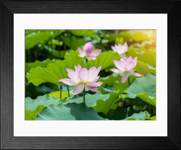 Framed Print : Lotus flower and Lotus flower plants Framed Print : Lotus flower and Lotus flower plants