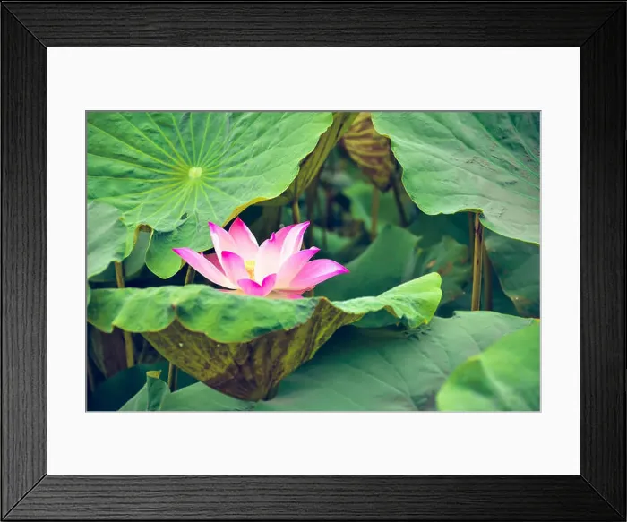 Framed Print : Lotus flower and Lotus flower plants Framed Print : Lotus flower and Lotus flower plants
