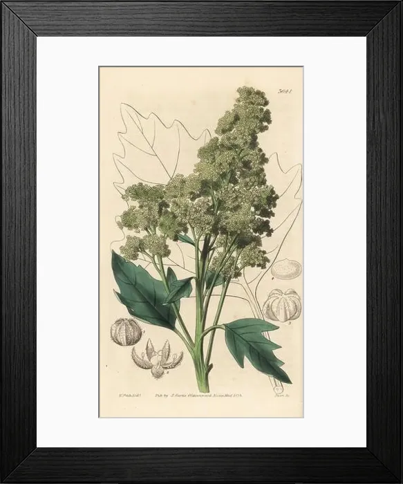 Framed Print : Useful quinoa, Chenopodium quinoa Framed Print : Useful quinoa, Chenopodium quinoa