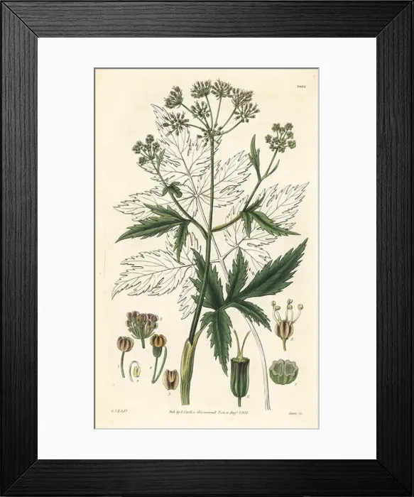 Framed Print : Arracacha, Arracacia xanthorrhiza (Eatable arracacha) Framed Print : Arracacha, Arracacia xanthorrhiza (Eatable arracacha)
