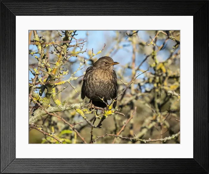 Framed Print : Common Blackbird(Turdus merula) peched on a branch Framed Print : Common Blackbird(Turdus merula) peched on a branch