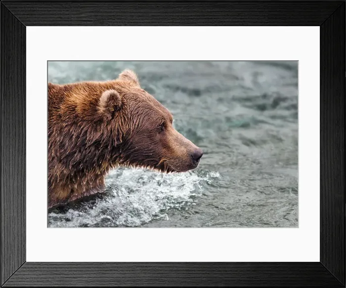 Framed Print : Coastal Brown Bear Fishing For Salmon