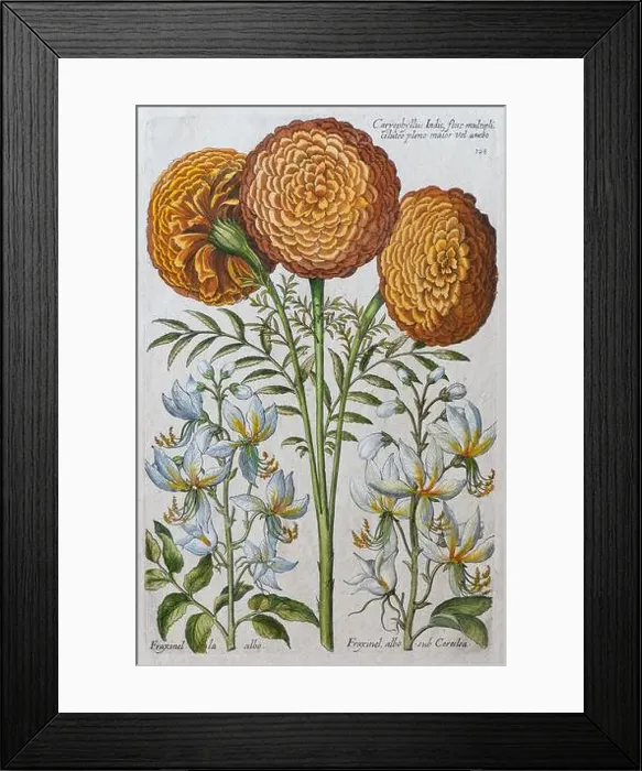 Framed Print : Marigold (Tagetes), hand-coloured copper engraving by Johann Theodor de Bry, from Florilegium Novum, 1611 Framed Print : Marigold (Tagetes), hand-coloured copper engraving by Johann Theodor de Bry, from Florilegium Novum, 1611