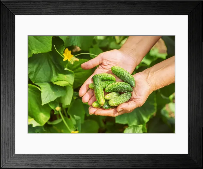 Framed Print : Woman holding a freshly harvested cucumbers. Locavore movement, local farming, harvesting concept Framed Print : Woman holding a freshly harvested cucumbers. Locavore movement, local farming, harvesting concept