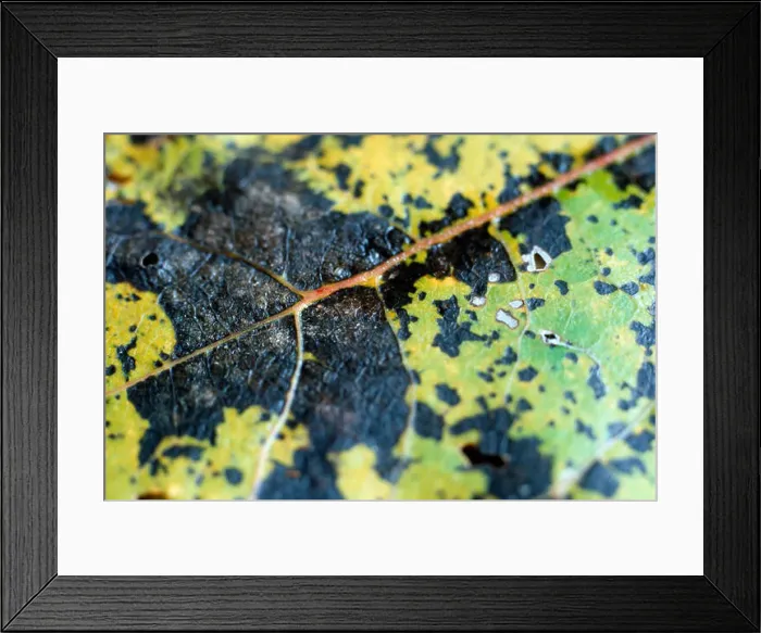 Framed Print : Marssonia Leaf Spot (Marssonina brunnea) Framed Print : Marssonia Leaf Spot (Marssonina brunnea)