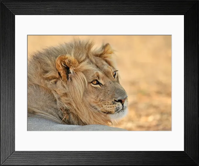 Framed Print : Male African lion (Panthera leo) resting in the Kalahari desert, Kgalagadi Transfrontier Park, South Africa Framed Print : Male African lion (Panthera leo) resting in the Kalahari desert, Kgalagadi Transfrontier Park, South Africa