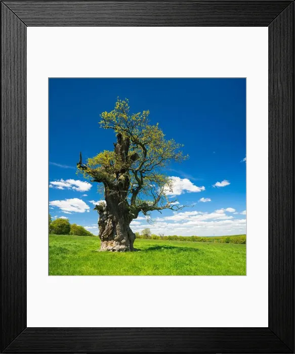 Framed Print : Uralte knorrige hohle solitäre Eiche (Quercus robur) im Frühling Framed Print : Uralte knorrige hohle solitäre Eiche (Quercus robur) im Frühling